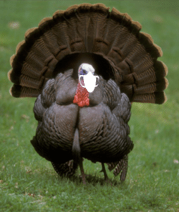 Turkey with mask